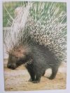 JEŻOZWIERZ AFRYKAŃSKI (HYSTRIX CRISTATA) FOT. RACZKOWSKA