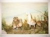 MUZEUM ŚRODOWISKA PRZYRODNICZEGO I ŁOWIECTWA W UZARZEWIE. DROPIE FOT. R. KOPAŃSKI