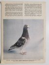 HODOWCA GOŁĘBI POCZTOWYCH NR 12 1986