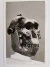 THE SKULL OF AUSTRALOPITHECUS
