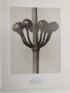 KARL BLOSSFELDT 25. TASCHEN