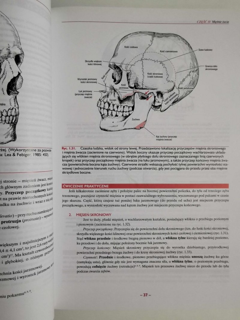 ANATOMIA STOMATOLOGICZNA WOELFELA