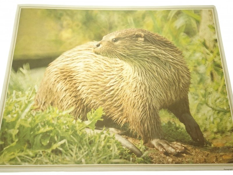 PLAKAT 30.5x24 WYDRA