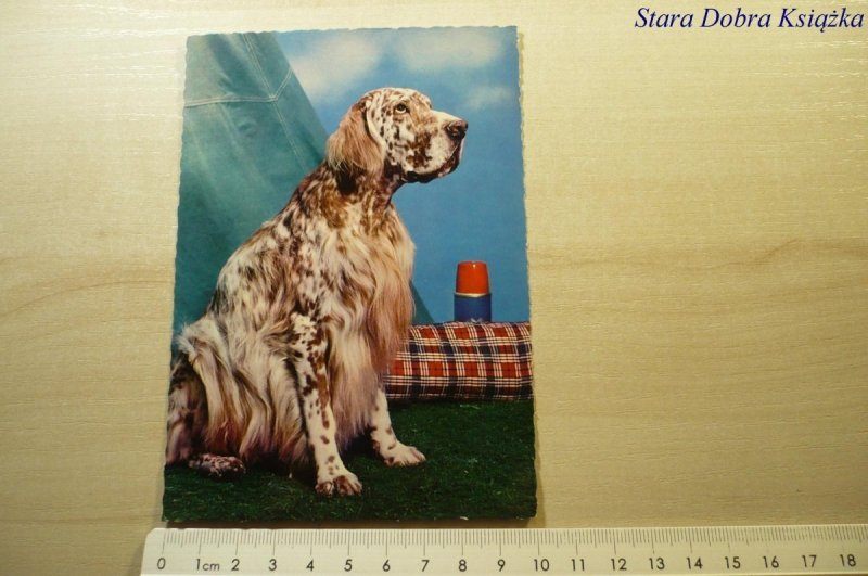 ENGELSE SETTER
