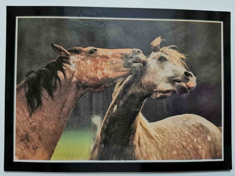 FLIRTUJĄCE DWA KONIE FOT. RACZKOWSKA