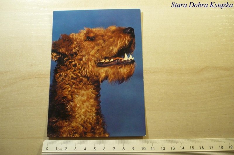 'BEN' AIREDALE - TERRIER FOT. TADEUSZ BILIŃSKI