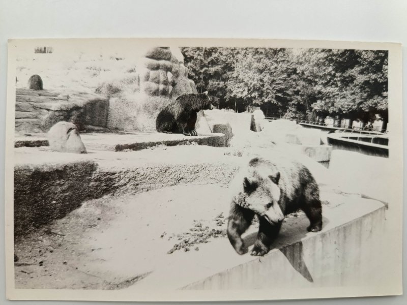 NIEDŹWIEDZIE W ZOO