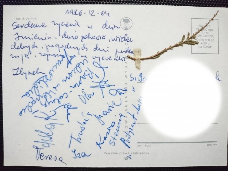 ŻÓŁTE KWIATKI FOT. A. JANICKI