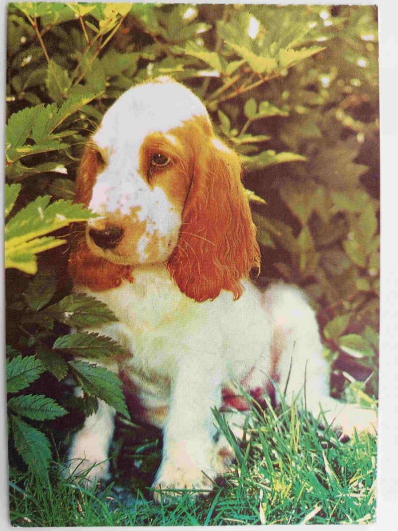 PIES SPANIEL NA TRAWIE