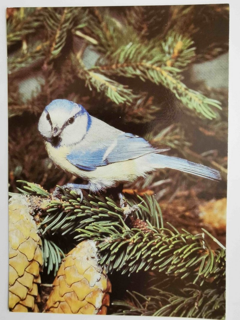 BLAUMEISE. BŁĘKITNY PTAK