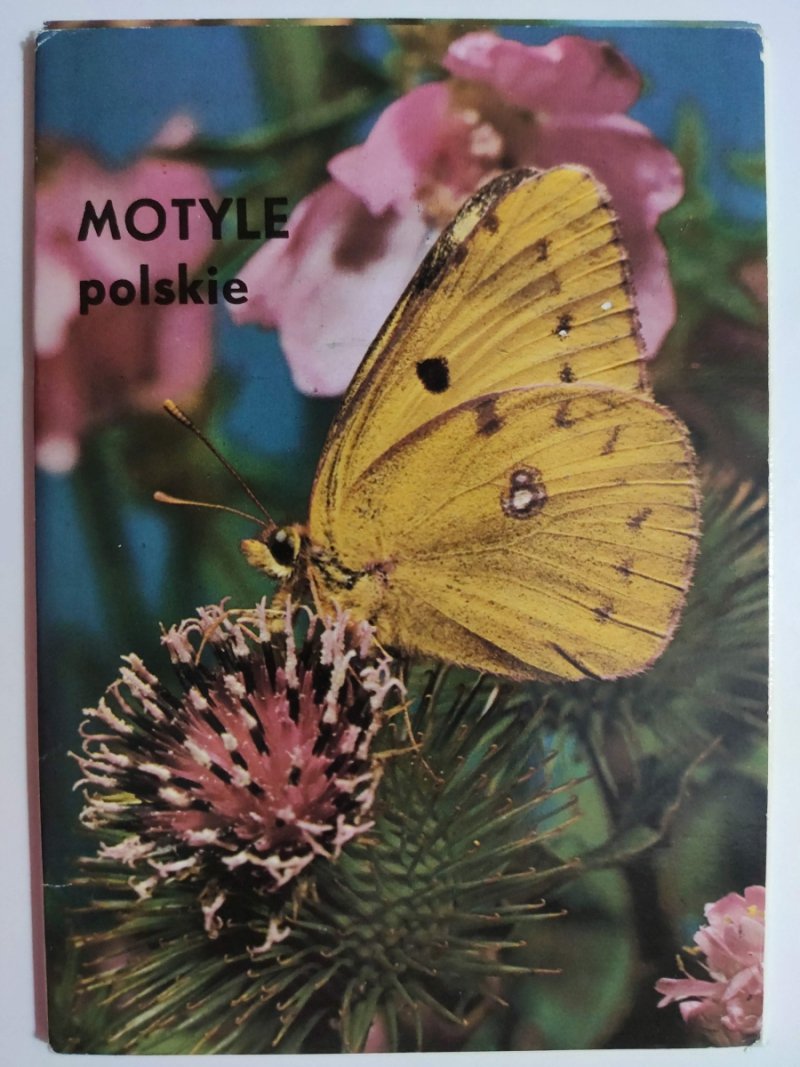 MOTYLE POLSKIE – 9 ZDJĘĆ