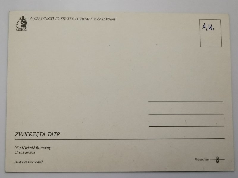 ZWIERZĘTA TATR. NIEDŹWIEDŹ BRUNATNY FOT. MIHAL