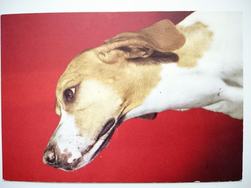 POINTER FOT. CZAPLIŃSKI, SIEMASZKO