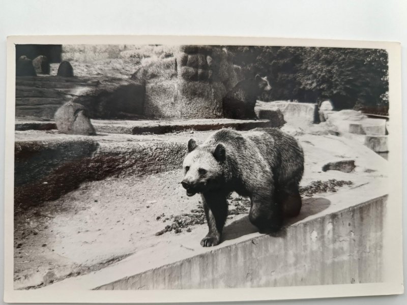 NIEDŹWIEDŹ W ZOO