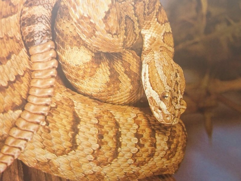 CROTALUS VIRIDIS