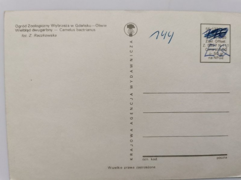WIELBŁĄD DWUGARBNY – CAMELUS BACTRIANUS FOT. RACZKOWSKA