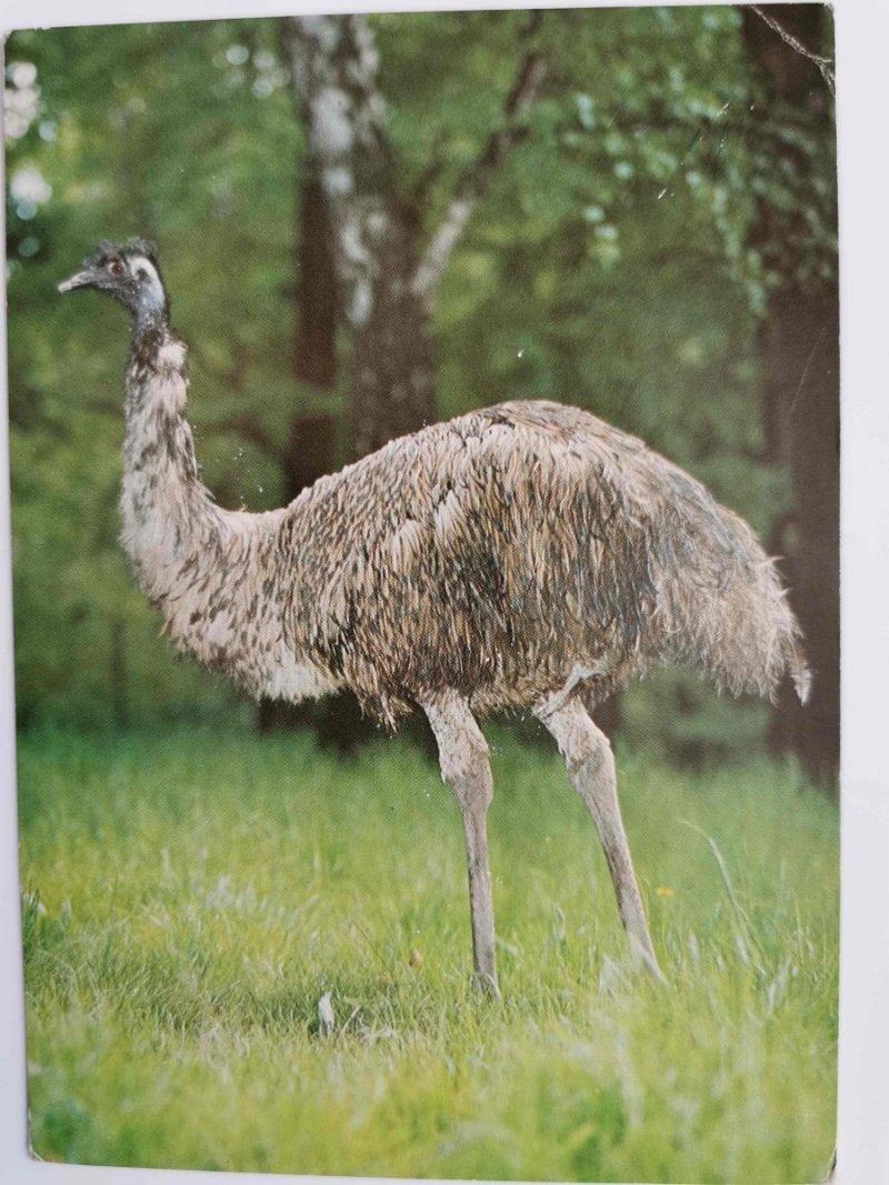 EMU – DROMAIUS NOVAEHOLLANDIAE FOT. STACHURSKI