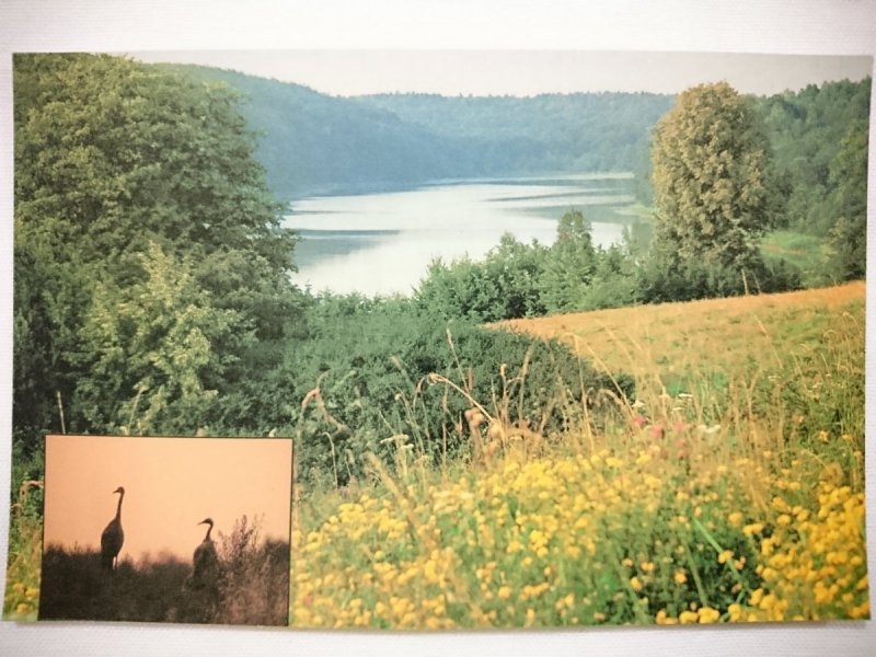 OKOLICE ZALEWA. JEZIORO, MŁYNEK. PARA ŻURAWI FOT. K. CENTKOWSKI