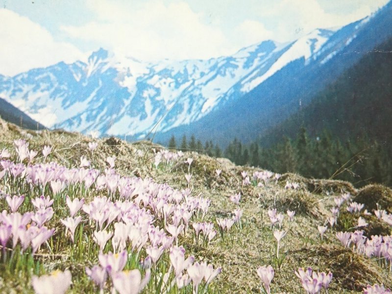 WIOSNA W TATRACH. FOT. M. RACZKOWSKI