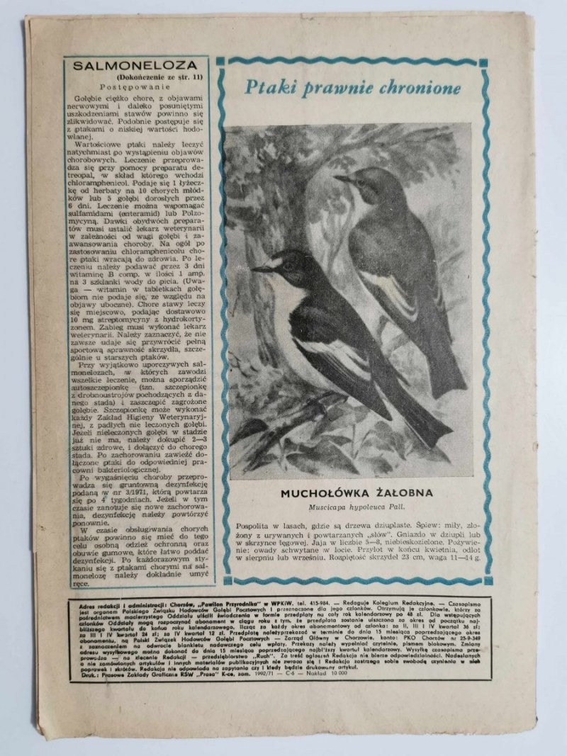 HODOWCA GOŁĘBI POCZTOWYCH NR 7  1971