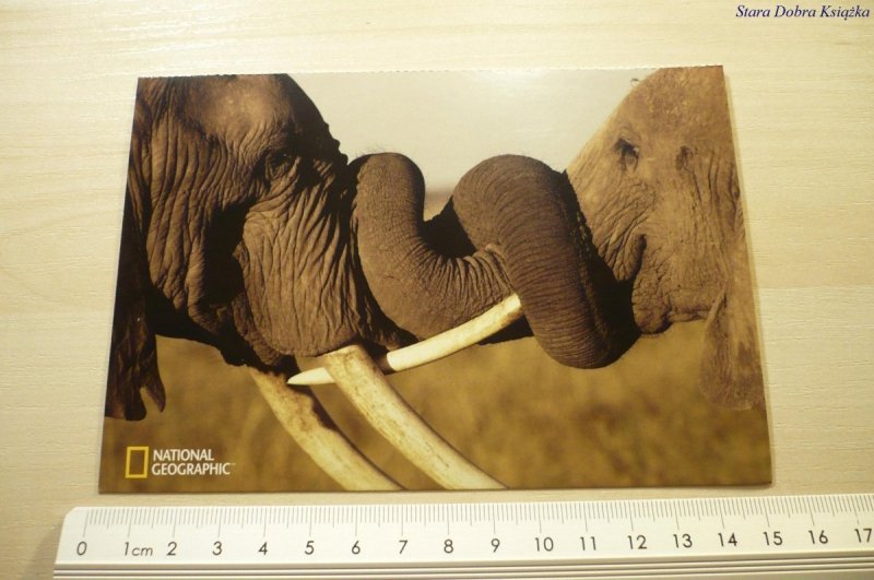 AFRICAN ELEPHANTS (LOXODONTA AFRICANA) KENYA