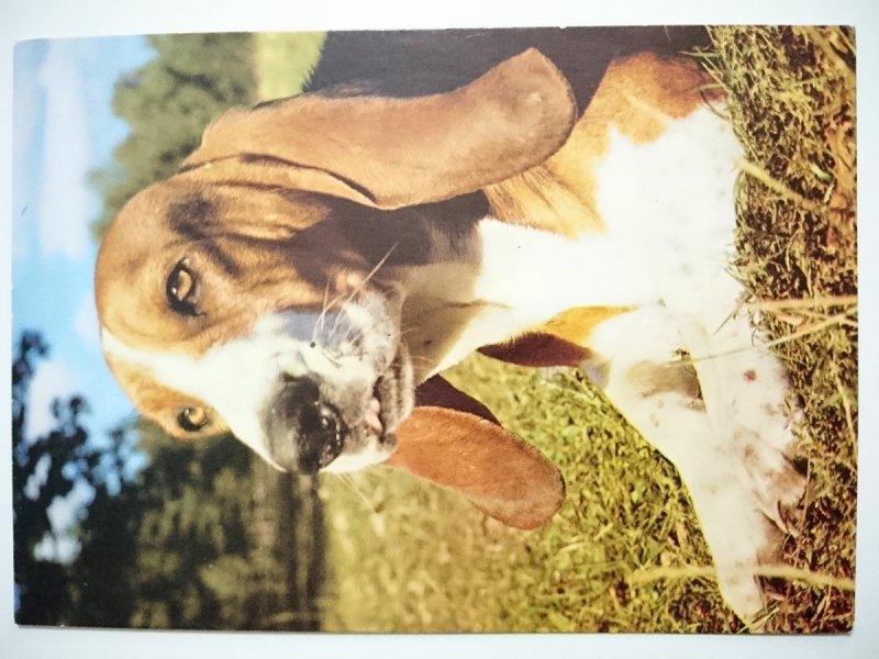 BASSET HOUND FOT. Z. WDOWIŃSKI
