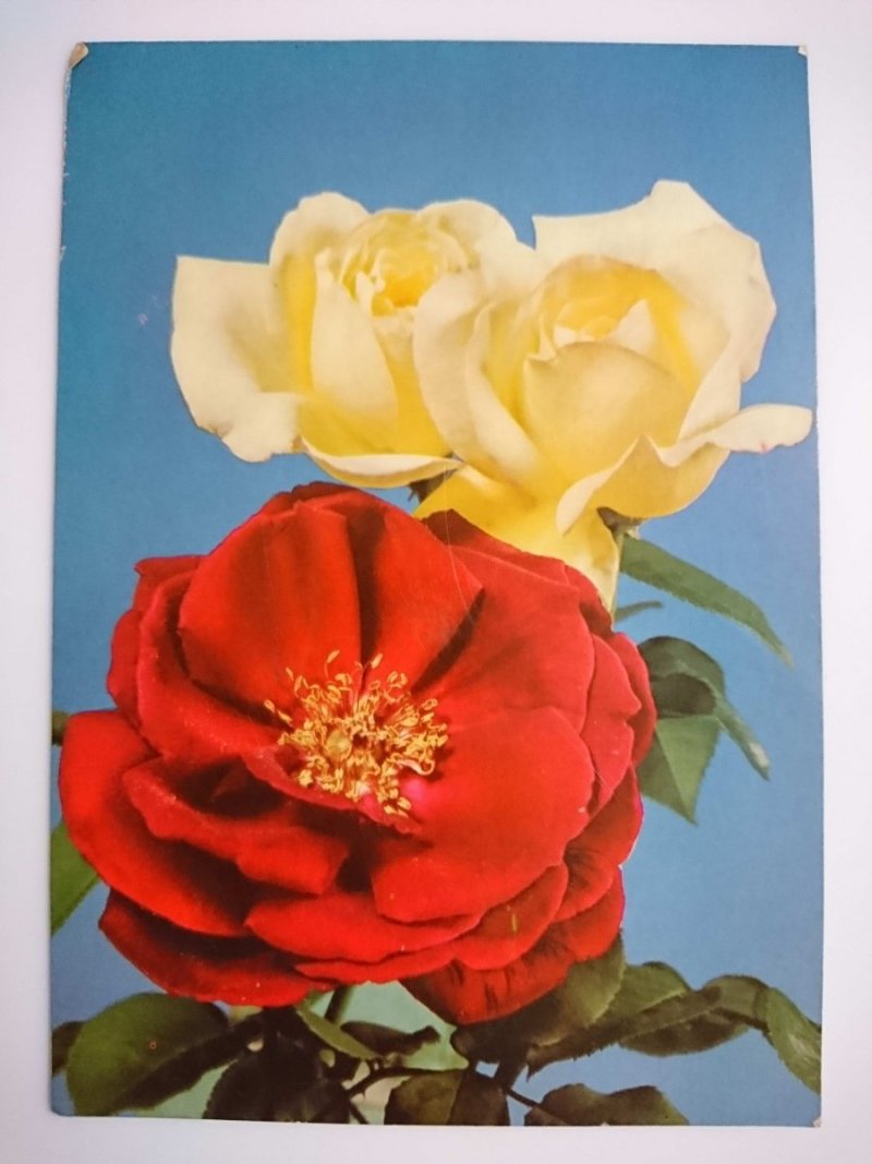 PIĘKNE RÓŻE FOT. A. PRZYJEMSKI