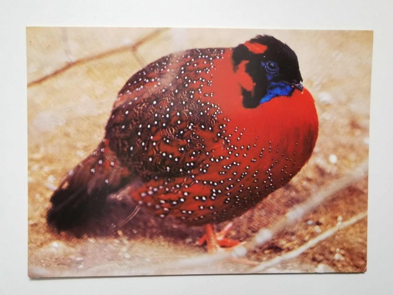 TRAGOPAN SATYR