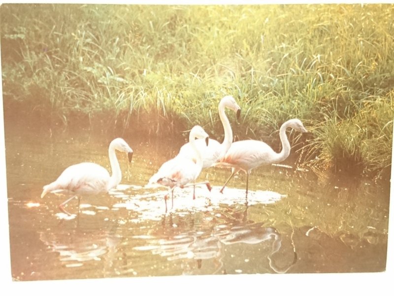 FLAMING CHILIJSKI - PHOENICOPTERUS CHILENSIS