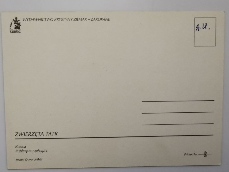 ZWIERZĘTA TATR. KOZICA RUPICAPRA FOT. IVOR MIHAL