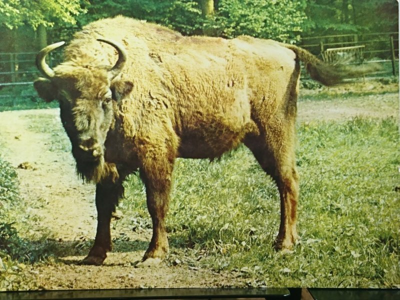 ŻUBR. BISON BONASUS