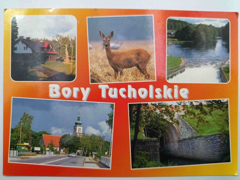 BORY TUCHOLSKIE KOLAŻ 5 ZDJĘĆ