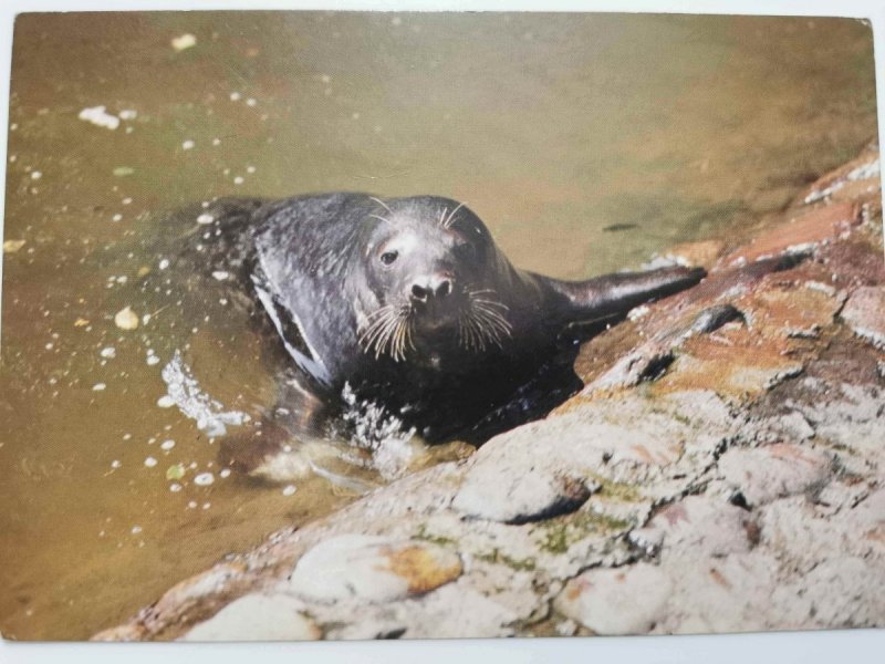 FOKA SZARA (HALICHOERUS GRYPUS) FOT. STACHURSKI