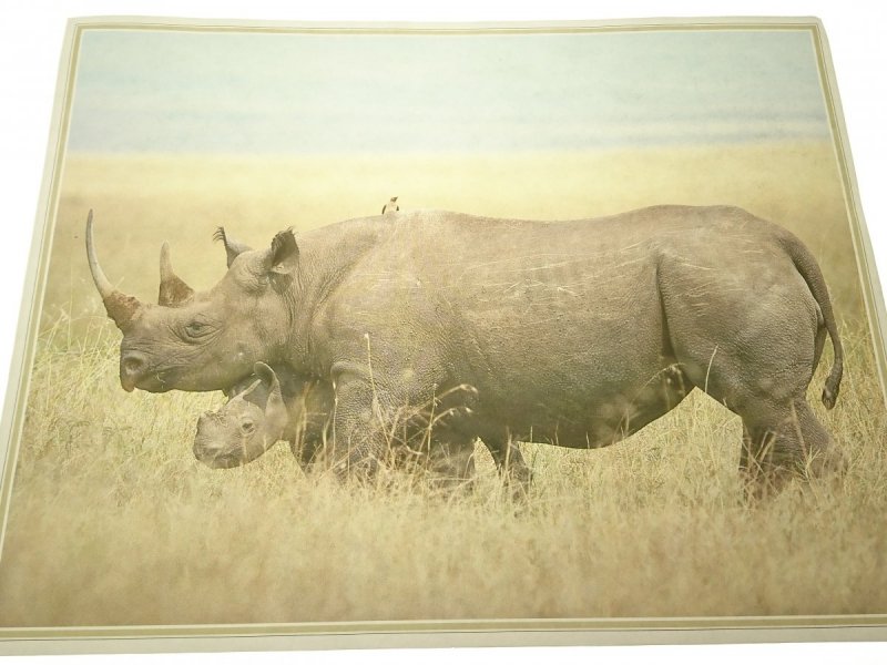 PLAKAT 30.5x24 NOSOROŻEC