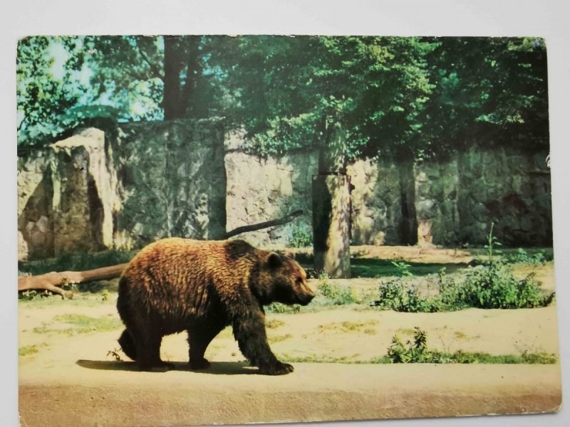 NIEDŹWIEDŹ BRUNATNY, URSUS ARCTOS FOT. KRASSOWSKI