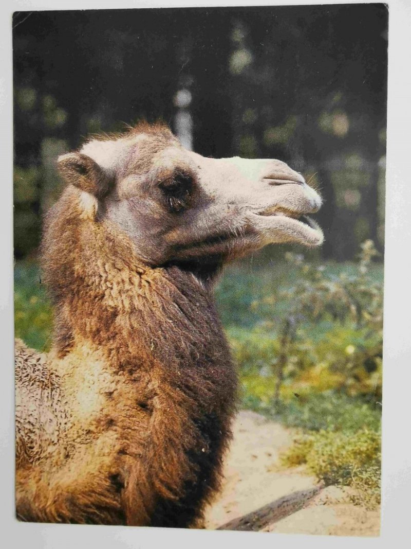 WIELKOPOLSKI PARK ZOOLOGICZNY W POZNANIU. WIELBŁĄD DWUGARBNY FOT. STACHURSKI