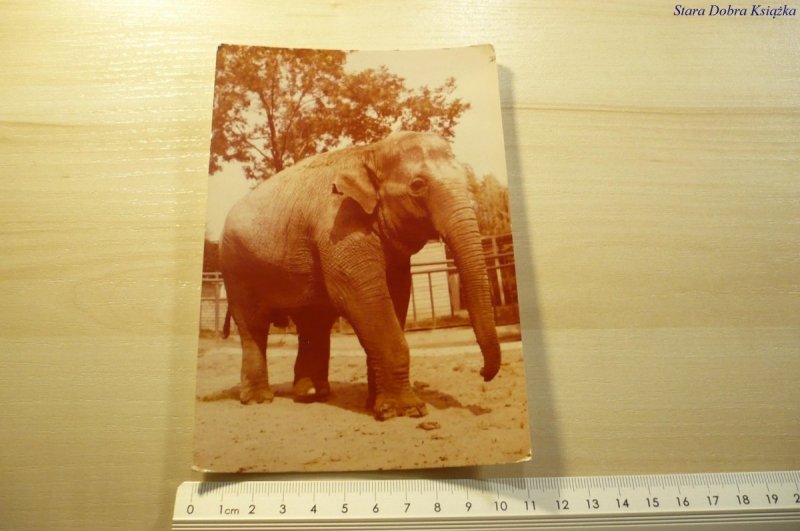 SŁOŃ (ELEPHAS MAXIMUS) 'PETRA'