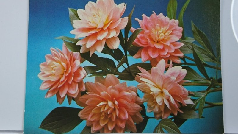 FOT. G. I. KOSTENKO