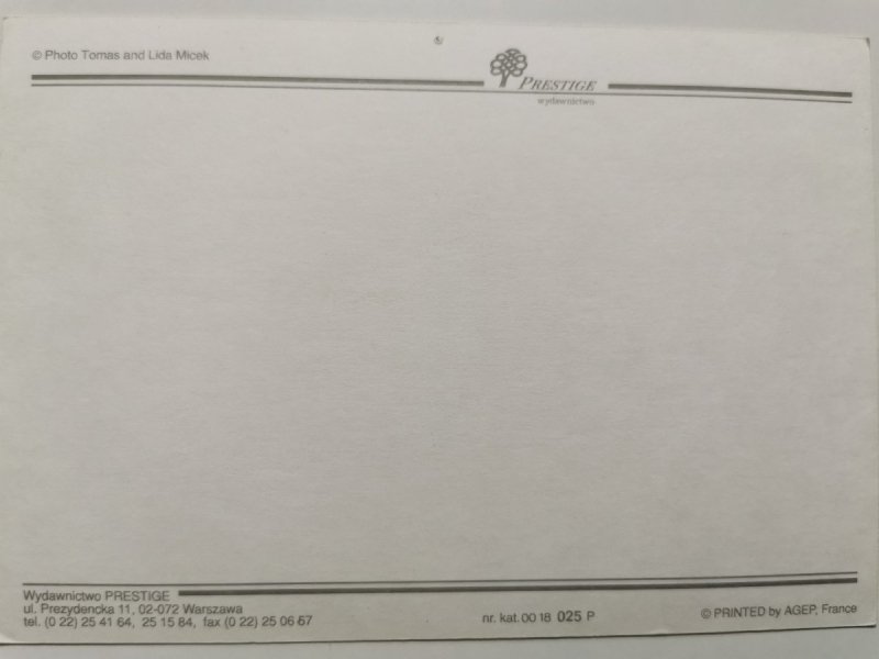 BIAŁY KOŃ Z GRZYWĄ NA POLANCE Z KWIATKAMI FOT. LICEK