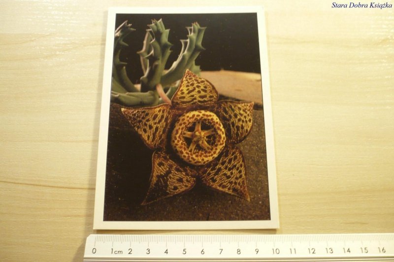 SERIA 'KWIATY' - STAPELIA