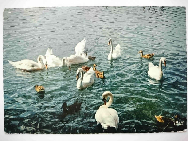 LYON. PARC DE LA TETE D’OR CYGNES ET CANARDS