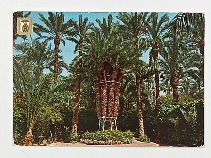 ELCHE PALMERA IMPERIAL