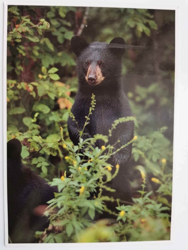 BLACK BEAR (URSUS AMERICANUS) STANDING ON HIND LEGS FOT. DANIEL J. COX