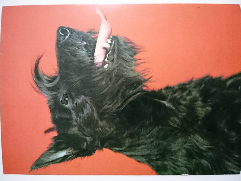 TERRIER SZKOCKI FOT. J. CHOJNACKI