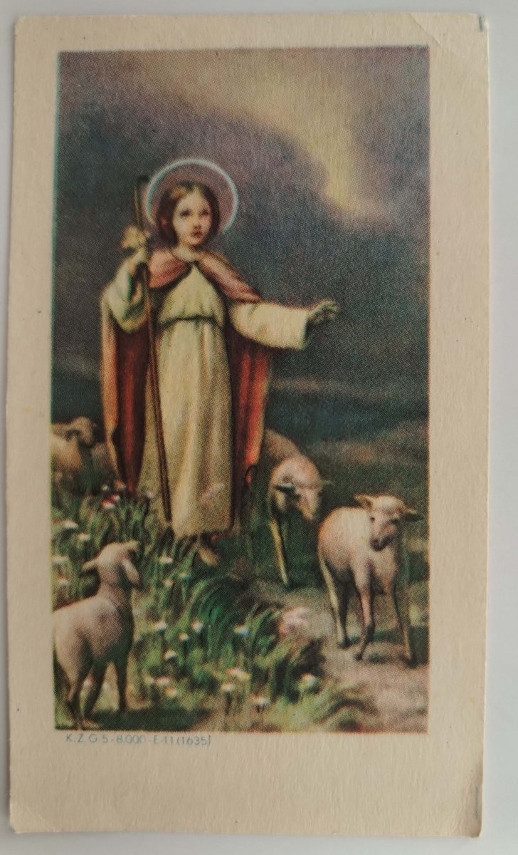 PASTERZ Z BARANKAMI BIAŁA RAMA