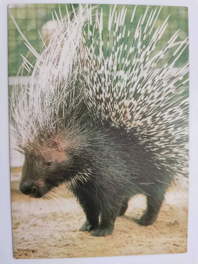 JEŻOZWIERZ AFRYKAŃSKI (HYSTRIX CRISTATA) FOT. RACZKOWSKA