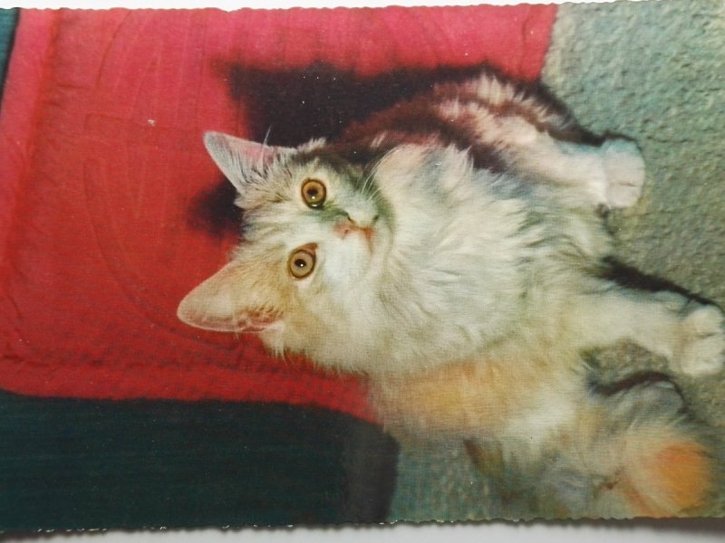 KOLOROWY KOT