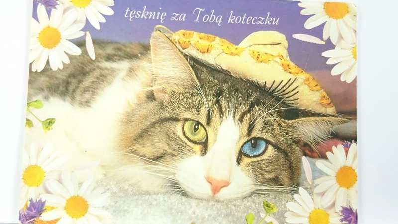 TĘSKNIĘ ZA TOBĄ KOTECZKU