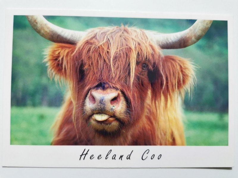 HIGHLAND COO, MUG SHOT