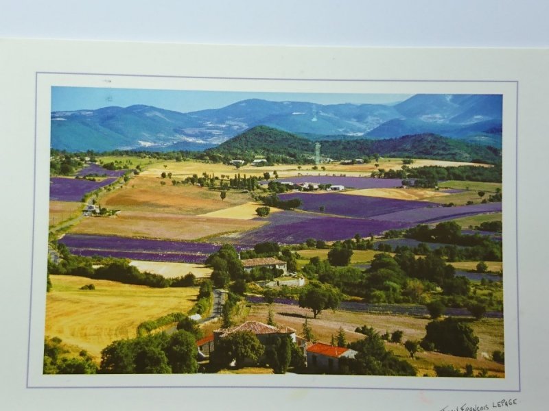 PAYSAGE DE LAVANDE - LA VACHERE